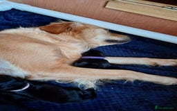 Goldendoodle dogs for sale: 3/4Golden 1/4Doodles 😃 black and gold - Image 5