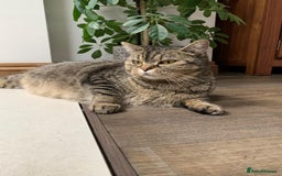 Mixed Breed cats for sale: Ragdoll x Tabby long haired mixed kittens  - Image 6