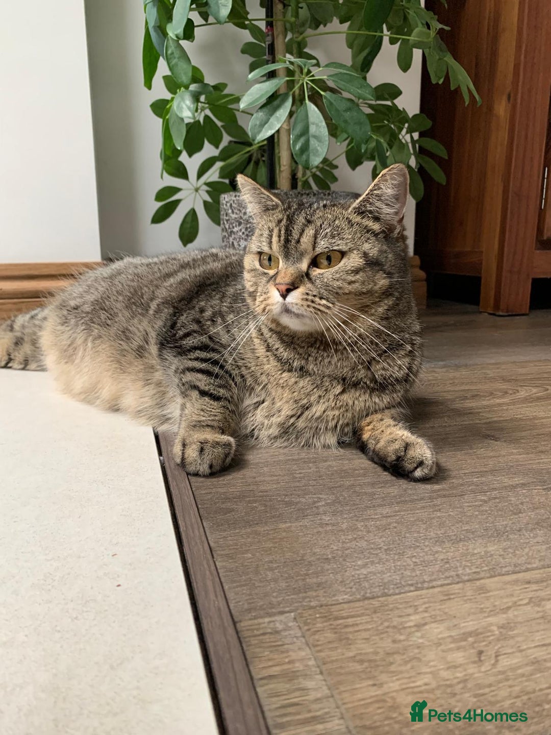 Mixed Breed cats for sale: Ragdoll x Tabby long haired mixed kittens  - Image 6