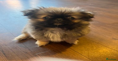 Pekingese dogs - Advert 1