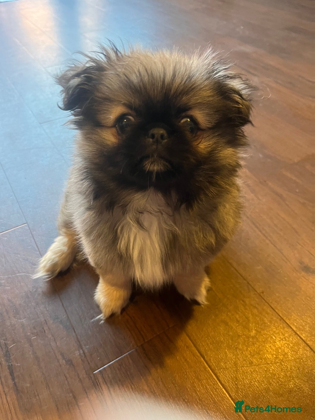 Pekingese dogs for sale: PEEKAPOM (Pekingese/Pomeranian) LAST GIRL LEFT - Image 3