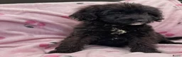 Cockapoo dogs for sale: Cockapoo puppies  in Royston - Advert 6