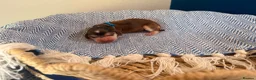 Cocker Spaniel dogs for sale: Outstanding KC registered Cocker Spaniel Puppies  - Advert 36