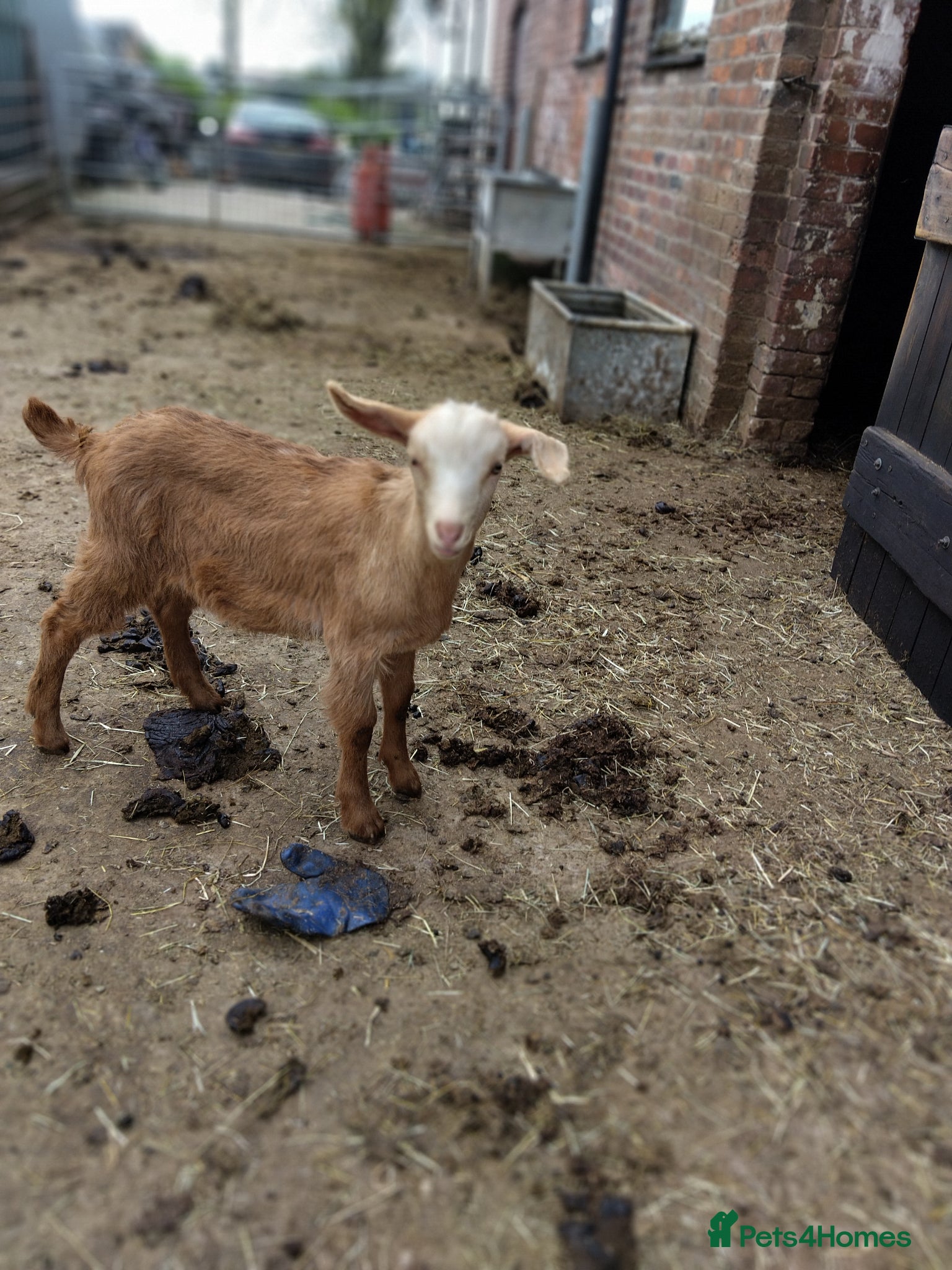 Goats livestock for sale: Pedigree royal golden Guernsey goats kids  - Advert 2