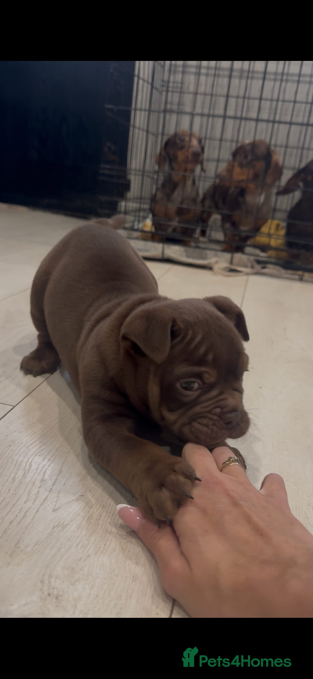 Olde English Bulldogge dogs for sale: Top quality olde English bulldogs - NEBBER REG - Advert 2