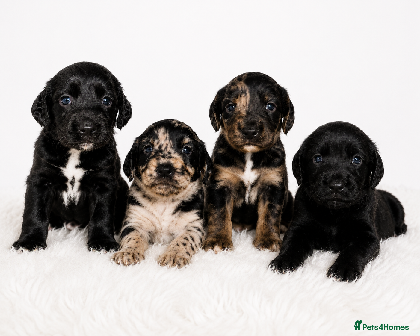 Cocker Spaniel dogs Stunning Merle Cocker Spaniels 🐾  - Advert 1