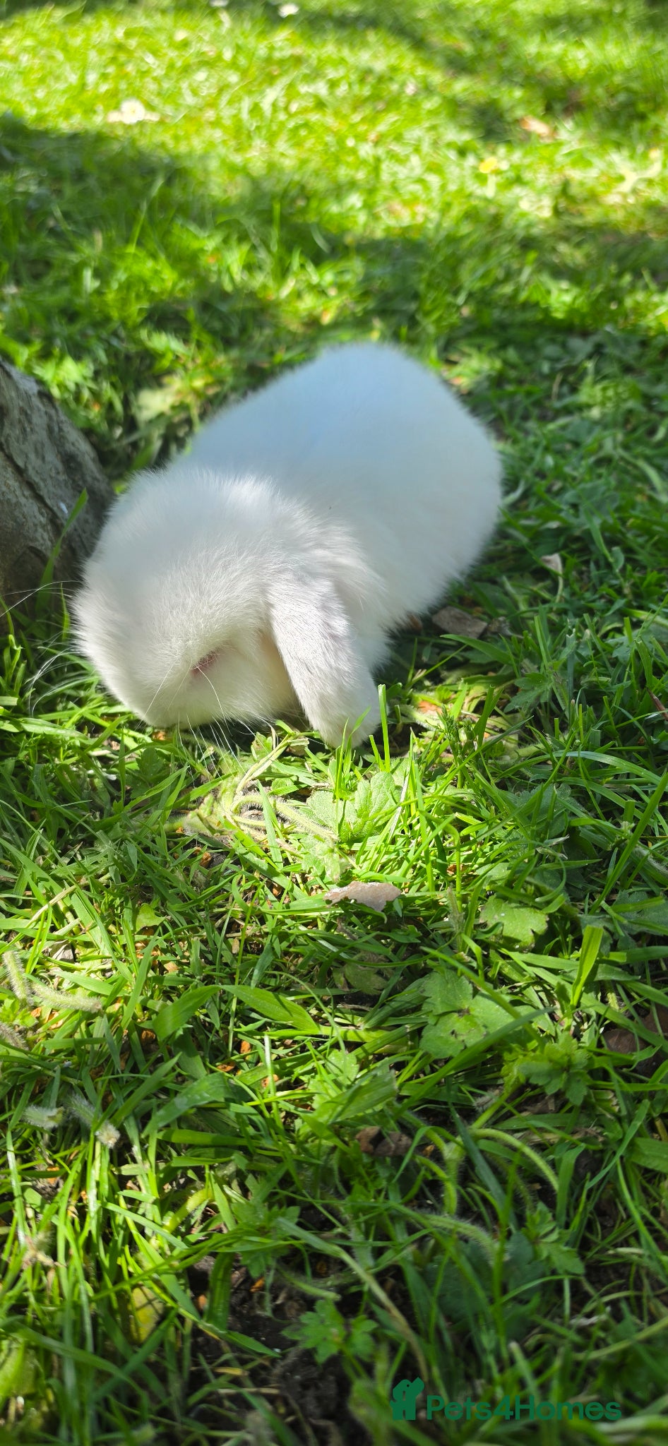 Mini Lop rabbits mini lop babies  - Advert 1