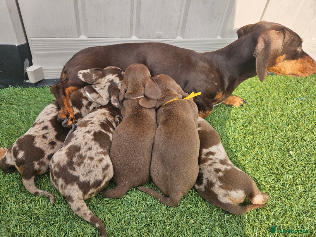 Dachshund dogs for sale: Miniature dauchaund  - Image 5