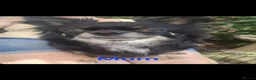 Chihuahua dogs for sale: 3 Beautiful KC Reg Chihuahua puppies - Advert 3