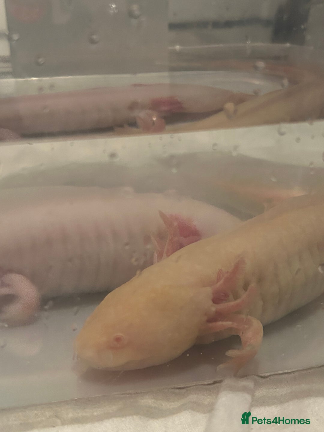Axolotl reptiles for sale: Pair of axylotls - Advert 4
