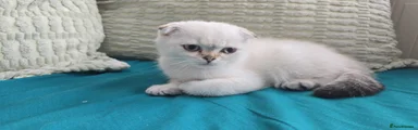 Scottish Fold 2