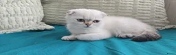 Scottish Fold cats for sale: 6 SCOTTISH FOLD KITTENS - Advert 10