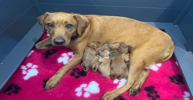 Labrador Retriever dogs - Advert 9