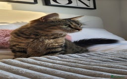 Maine Coon cats for sale: 7 Gorgeous Kittens Maine Coon Tabby Mix - Image 2