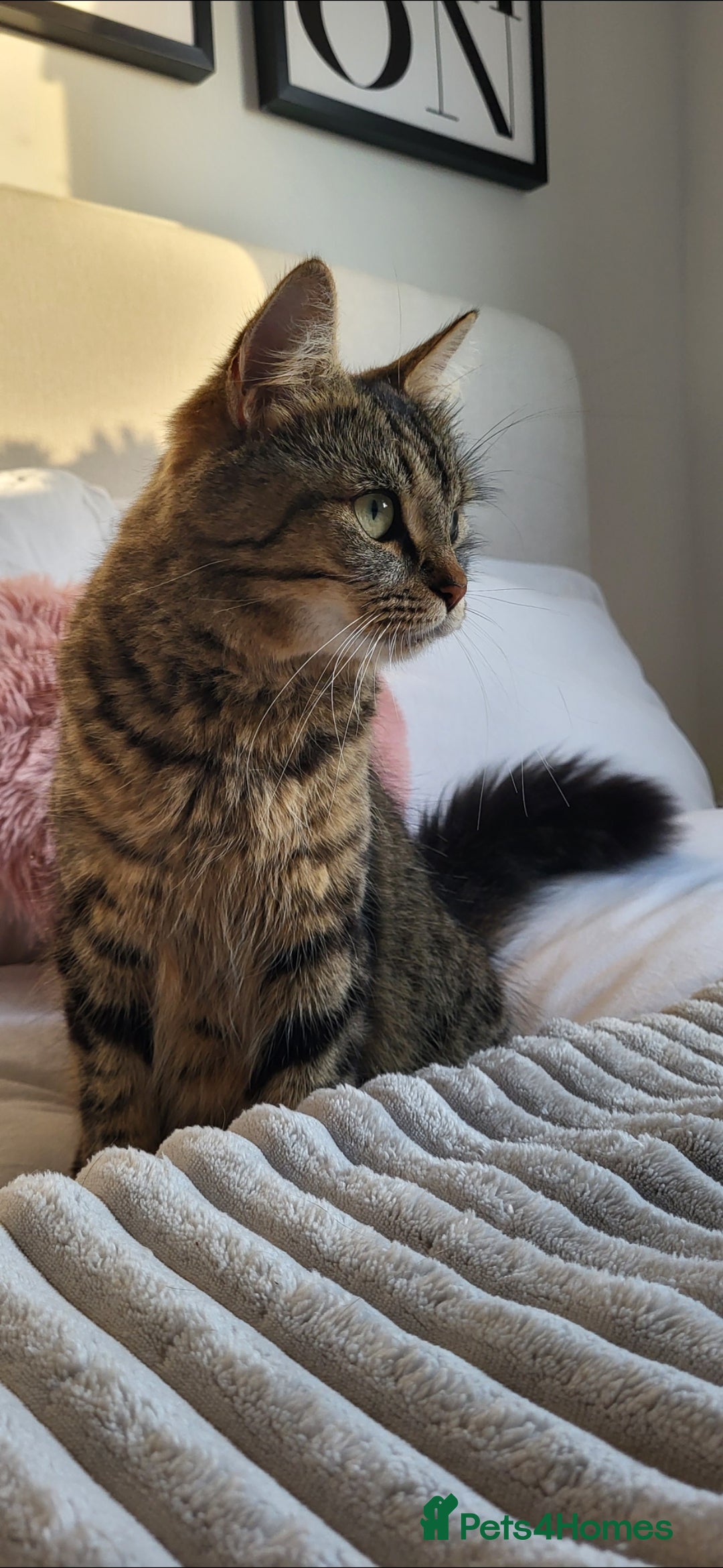 Maine Coon cats for sale: 7 Gorgeous Kittens Maine Coon Tabby Mix - Image 2
