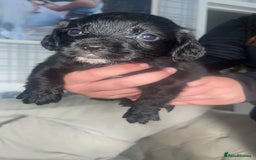 English Springer Spaniel dogs for sale: 2 beautiful english springer spaniels  - Image 5