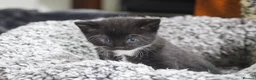 Mixed Breed cats for sale: Beautiful kittens, mixed Breed. - Advert 11