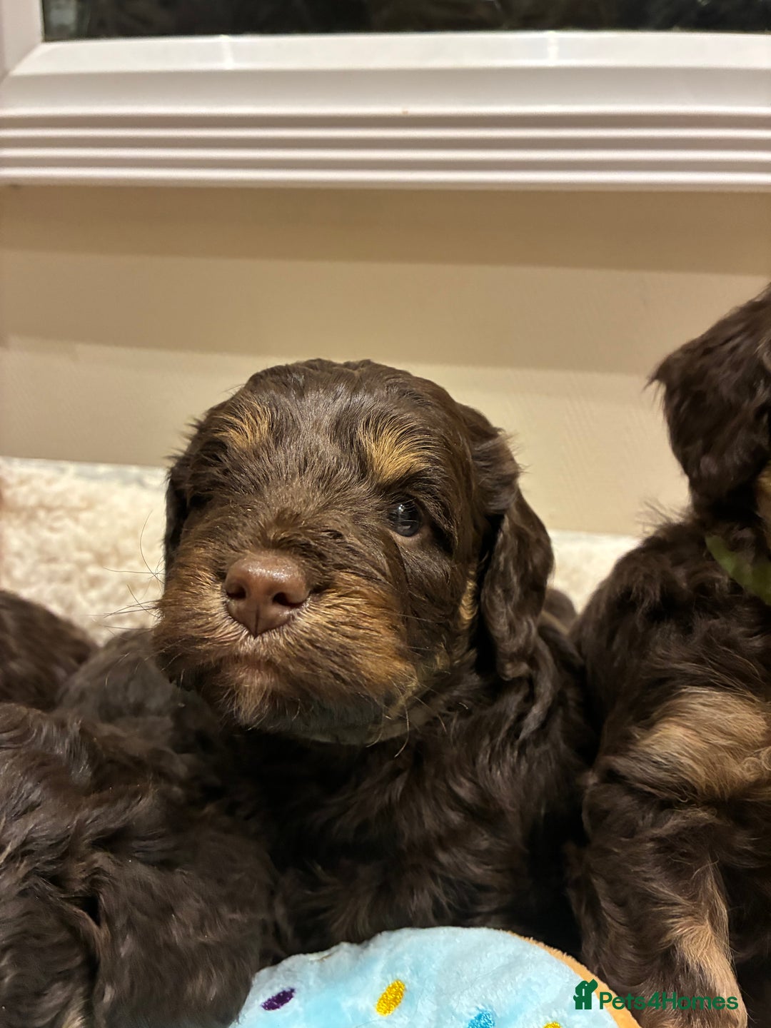 Cockapoo dogs for sale: Gorgous F1 chocolate and tan cockapoo puppies  - Image 7