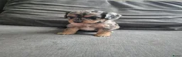 Cockapoo dogs for sale: F1 Cockapoo babies - ready start july   - Advert 5