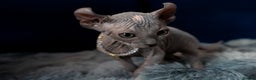 Sphynx cats for sale: 🌟 Stunning Sphynx & Elf Kittens  - Advert 15
