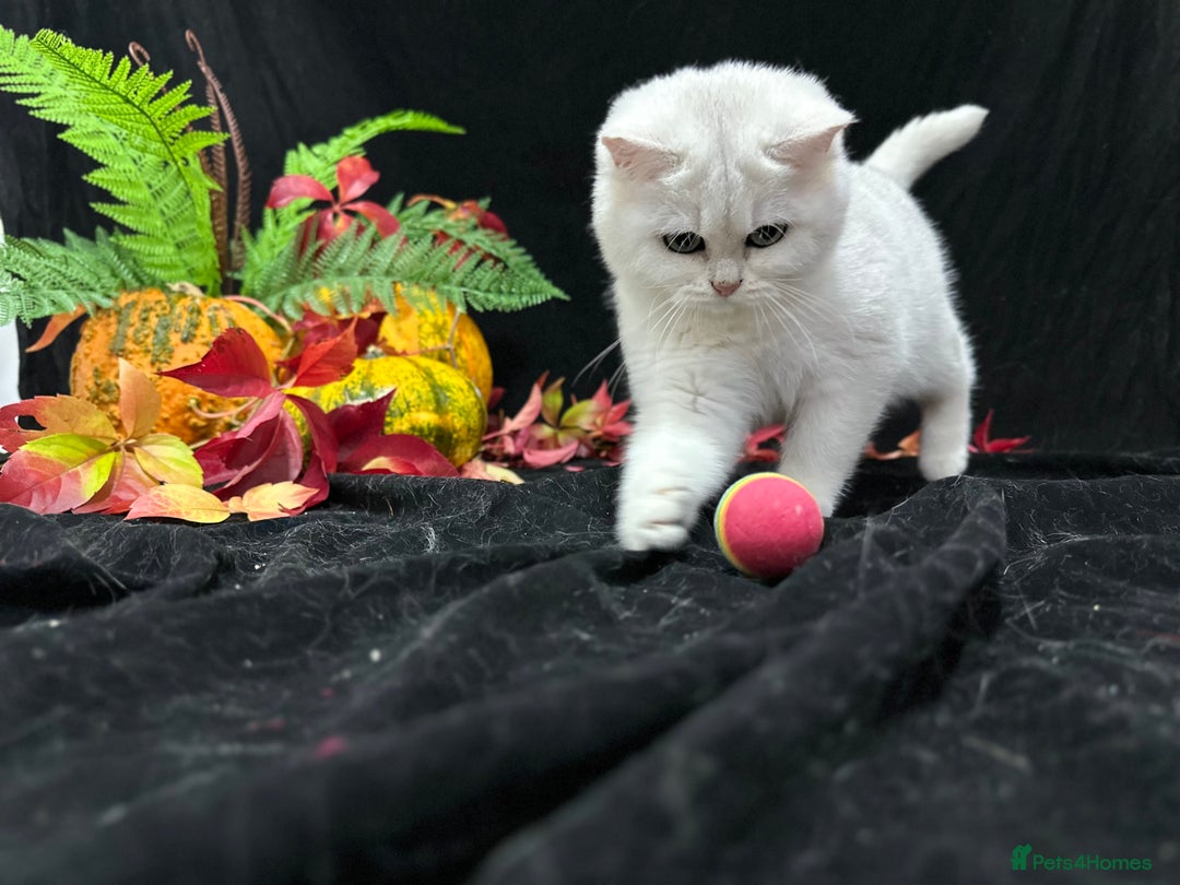 British Shorthair cats for sale: Tica British short hair kittens  - Image 29