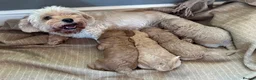 Cavapoochon dogs for sale: Beautiful Cavapoochon Puppies - Advert 21