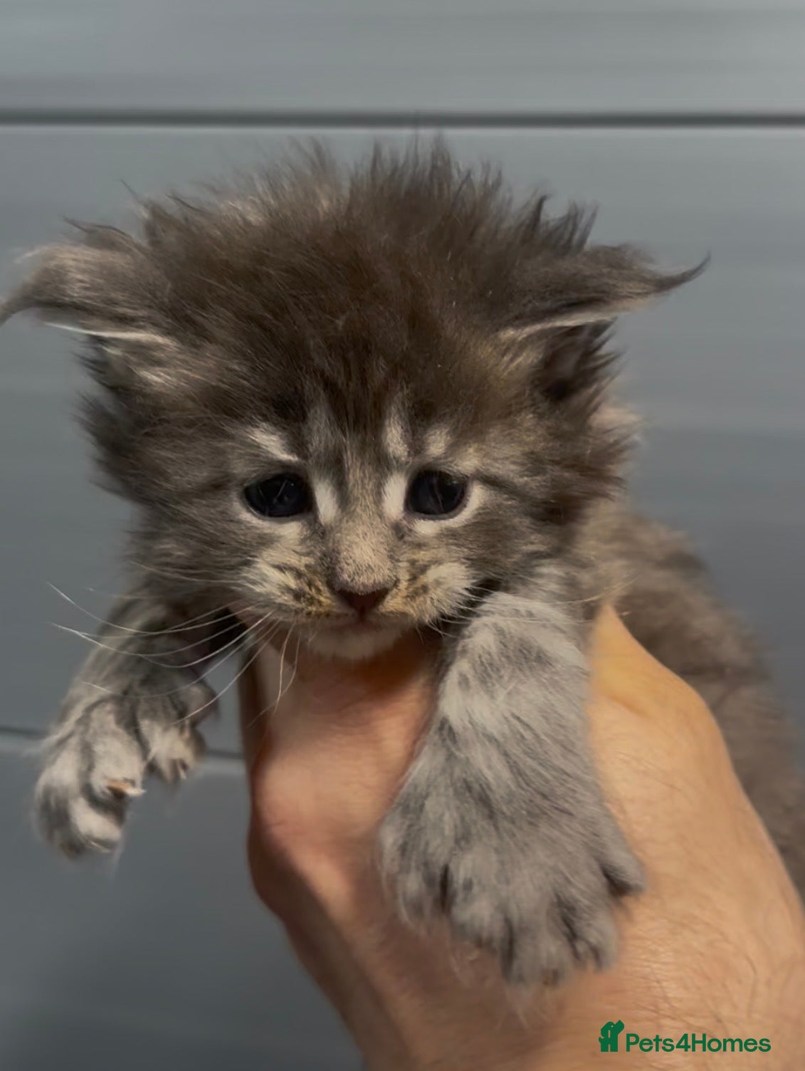 Maine Coon cats XL beautiful maine coon kittens  - Advert 10