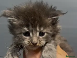 Maine Coon cats XL beautiful maine coon kittens - Advert 10