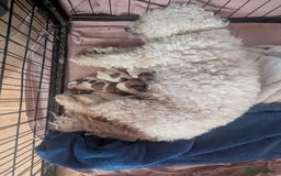 Cavachon dogs for sale: Cavachon Puppies - excellent example!  - Image 32