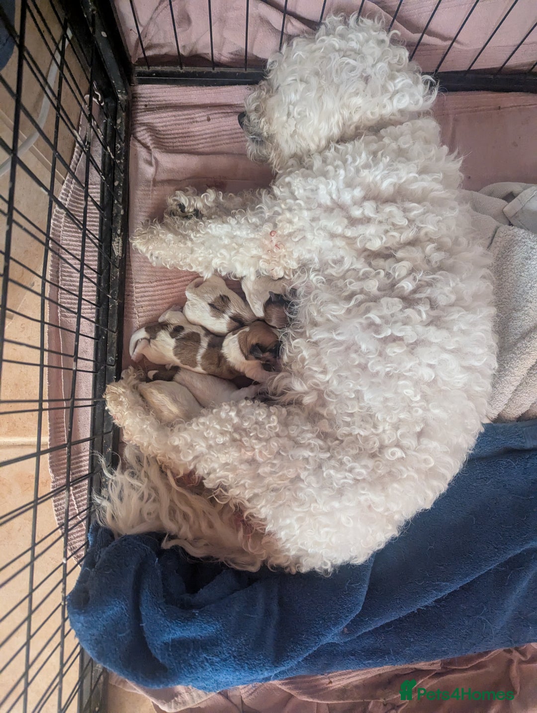 Cavachon dogs for sale: Cavachon Puppies - excellent example!  - Image 32