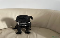 Mixed Breed dogs for sale: Cane Corso/boxer X Dogue de Bordeaux  - Image 8