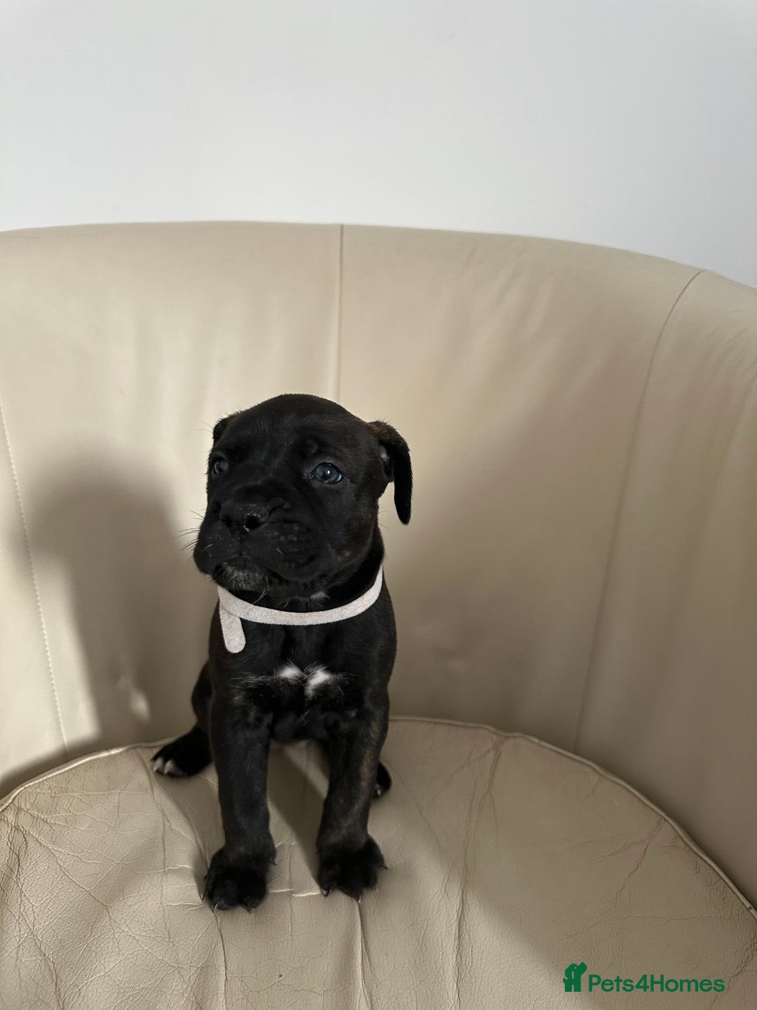 Mixed Breed dogs for sale: Cane Corso/boxer X Dogue de Bordeaux  - Image 8