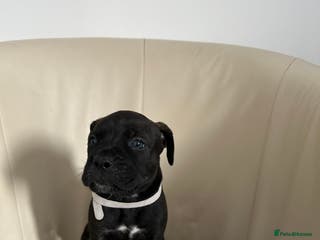 Mixed Breed dogs Cane Corso/boxer X Dogue de Bordeaux - Advert 22