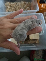 Mouse rodents - Advert 1