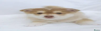 Puppy 5
