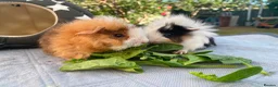 Guinea Pig rodents for sale: Bonded teddy x Abyssinian males - Advert 2