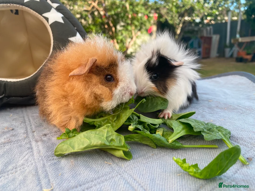 Guinea Pig rodents for sale: Bonded teddy x Abyssinian males - Advert 2
