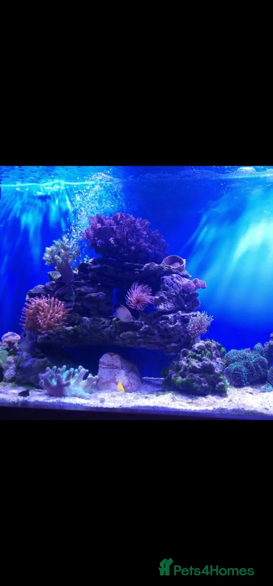 Angelfish fish for sale: Red stripe angle fish  in Oxford - Advert 4
