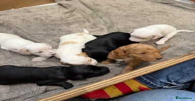 Australian Labradoodle dogs - Advert 5