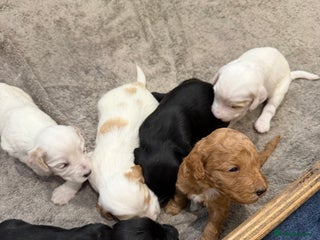 Australian Labradoodle dogs - Advert 2
