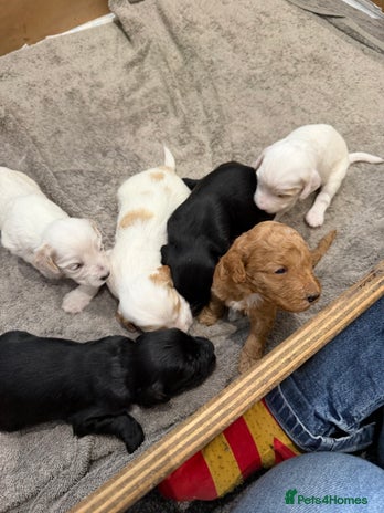 Australian Labradoodle dogs - Advert 1