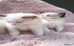 Ragdoll cats for sale: ***Ready Now Ragdoll Boys Ready For New Homes. - Image 26