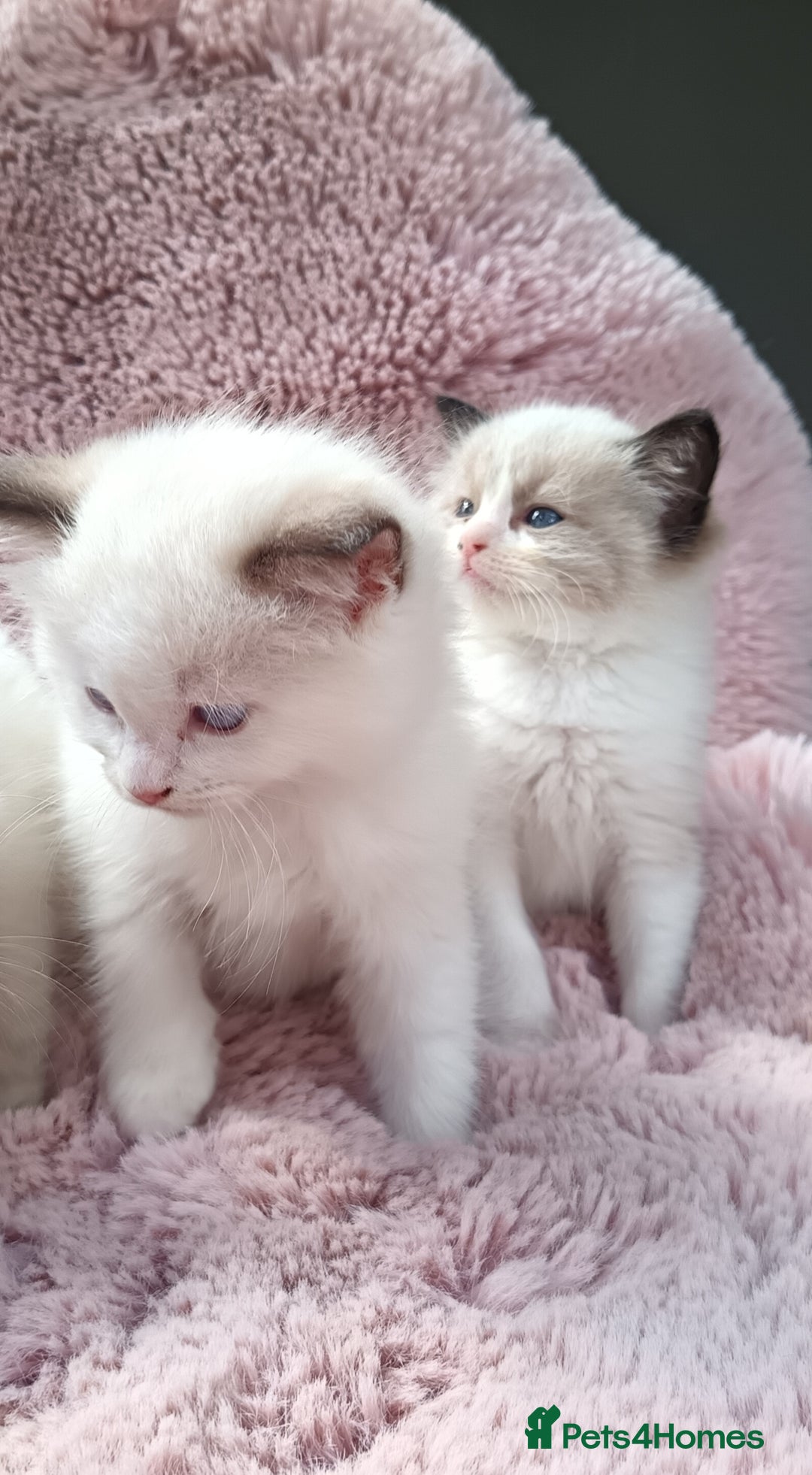 Ragdoll cats for sale: ***Ready Now Ragdoll Boys Ready For New Homes. - Image 26
