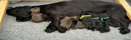 Cocker Spaniel dogs for sale: Beautiful KC Reg. Working Cocker Spaniel Puppies - Advert 6