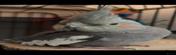 Cockatiels birds for sale: Female cockatiel for sale  in Liverpool - Advert 4