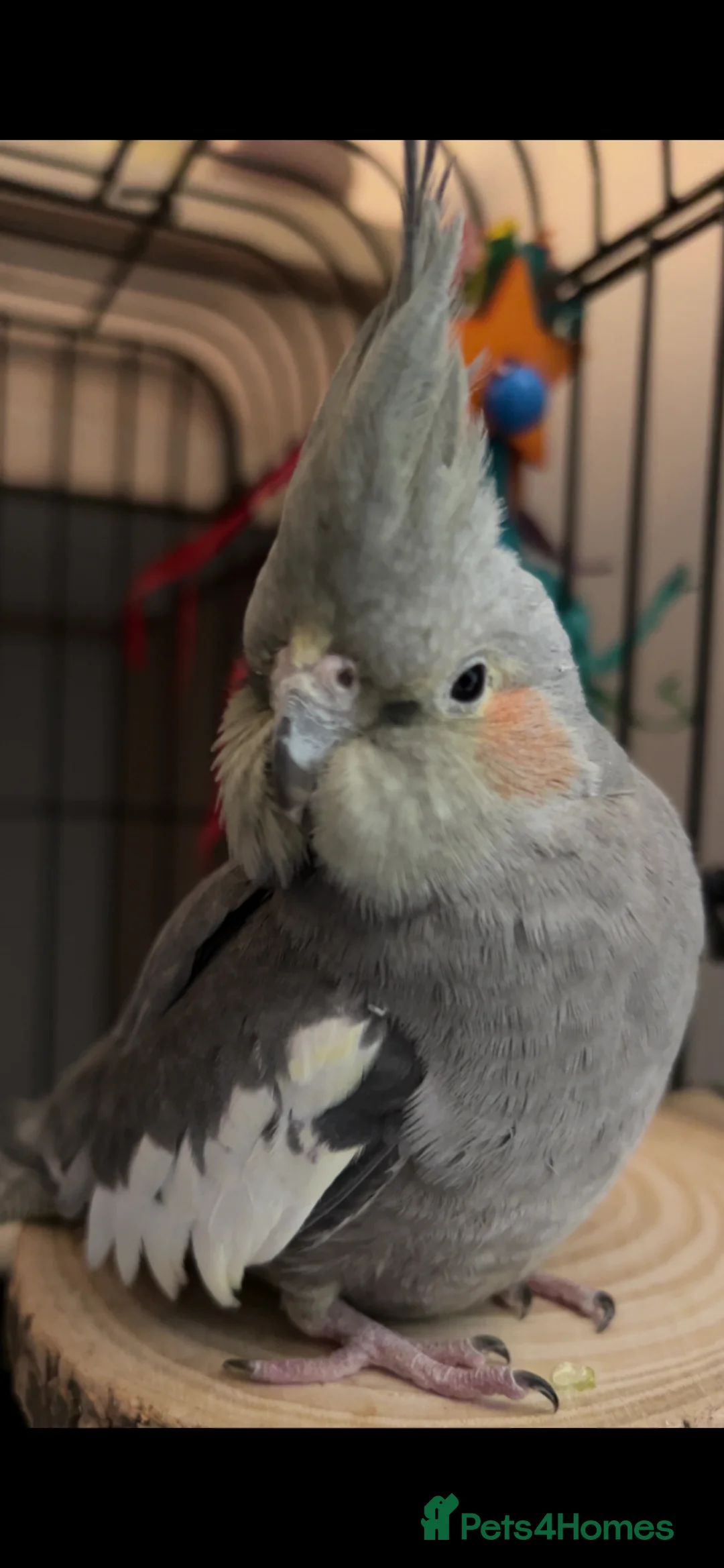 Cockatiels birds for sale: Female cockatiel for sale  in Liverpool - Advert 4