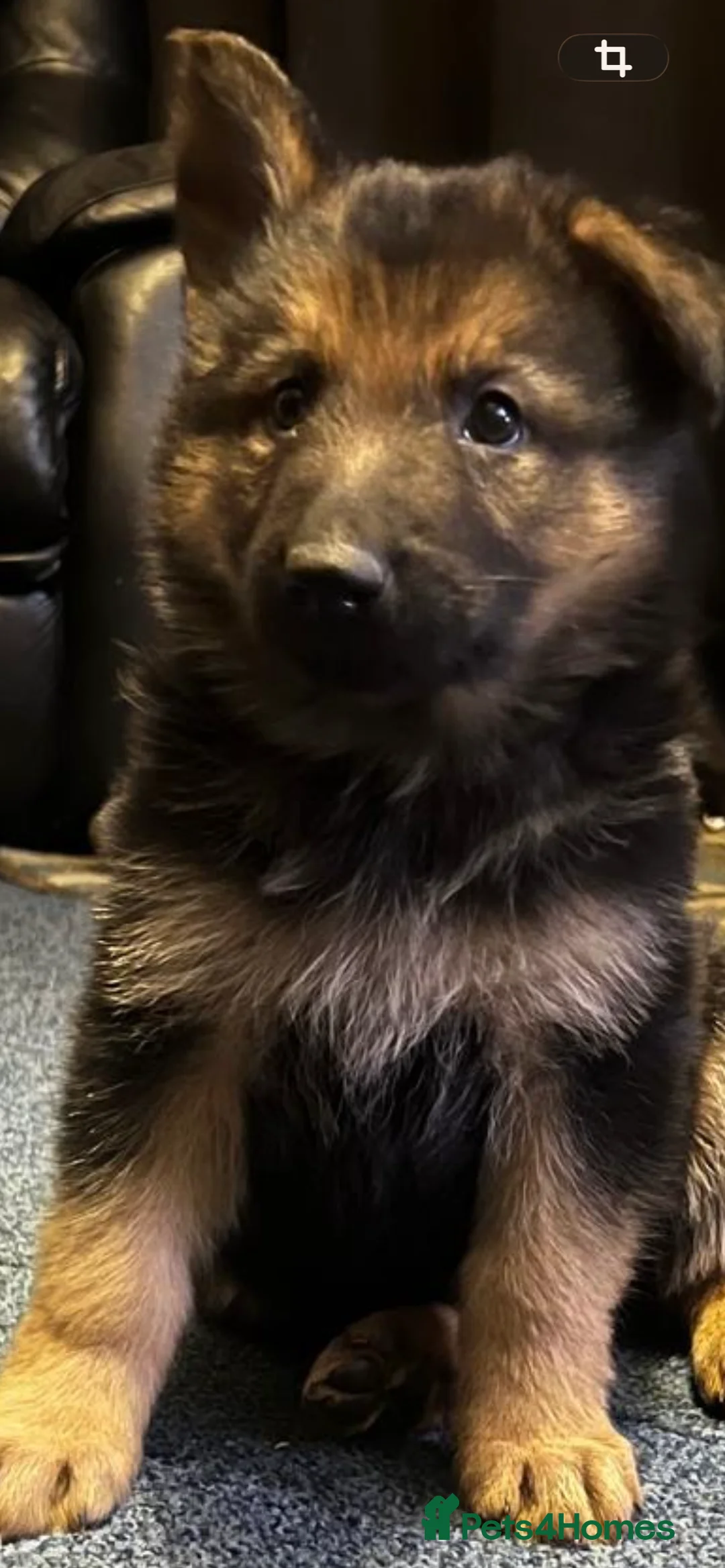 German Shepherd dogs for sale: Last 4 German Shepherd straight backed puppies  - Advert 17