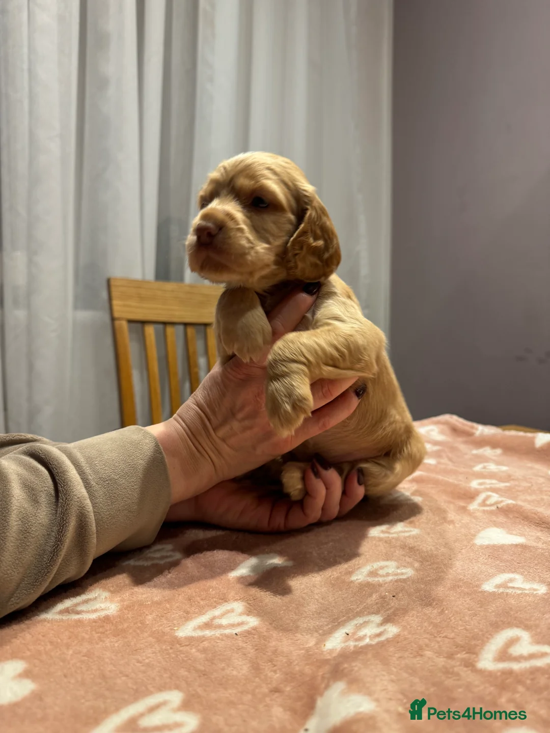 Cocker Spaniel dogs for sale: Adorable cocker spaniel puppies - Advert 36