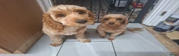 Cavapoo dogs for sale: Boy cavapoo  - Advert 5
