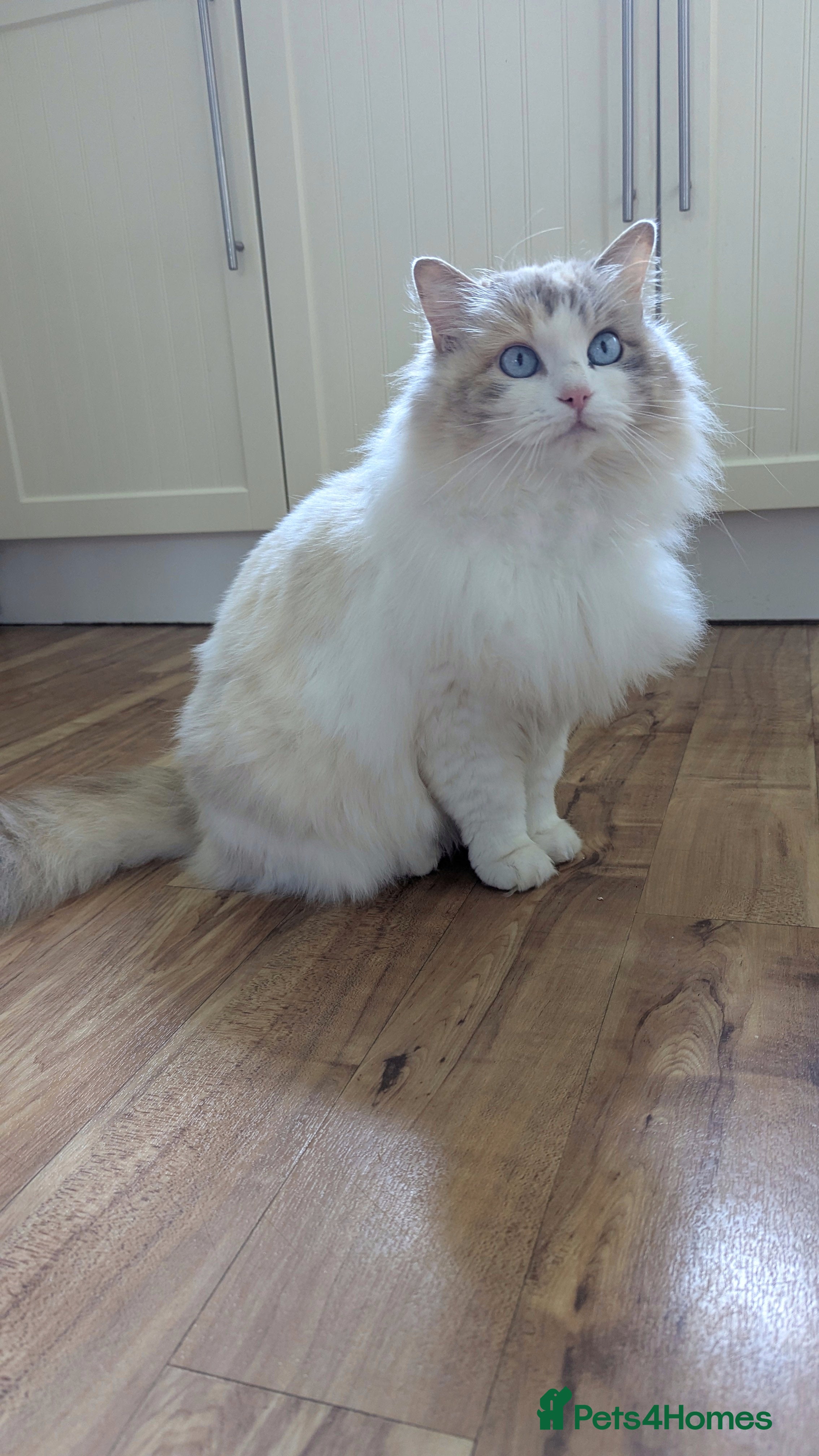 Ragdoll cats Beautiful Female Ragdoll Looking for a Loving Home - Advert 1